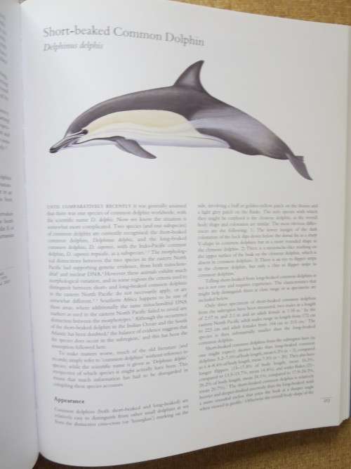 WHALES AND DOLPHINS OF THE SOUTHERN AFRICAN SUBREGION  by Peter B. Best