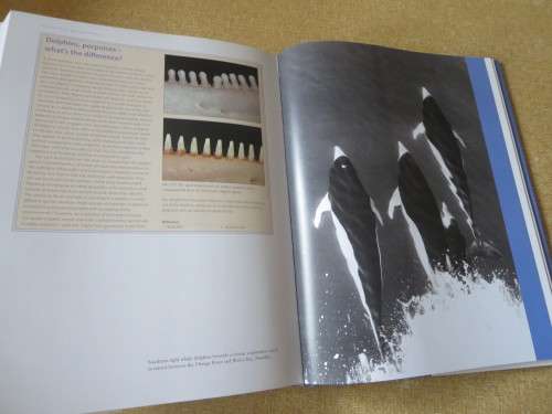 WHALES AND DOLPHINS OF THE SOUTHERN AFRICAN SUBREGION  by Peter B. Best