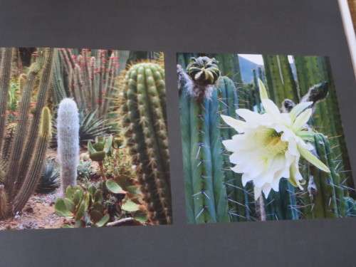 REMARKABLE GARDENS OF SOUTH AFRICA  by Nini Bairnsfather Cloete  Photographer: Craig Fraser