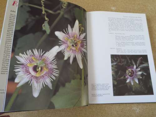 PASSION FLOWERS  by John Vanderplank