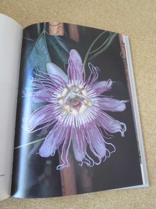 PASSION FLOWERS  by John Vanderplank