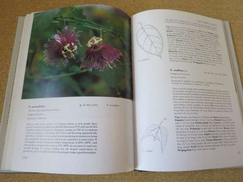 PASSION FLOWERS  by John Vanderplank