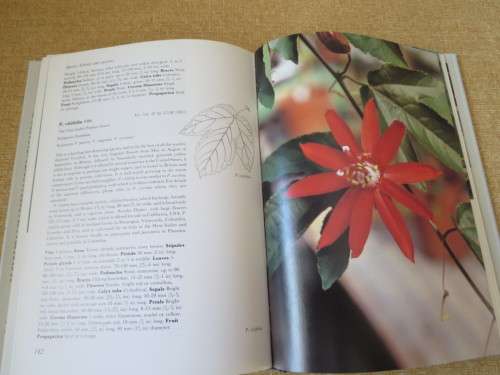 PASSION FLOWERS  by John Vanderplank