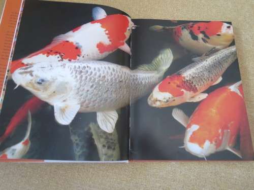 KOI   A handbook on keeping Nishikigoi  by Servaas de Kock and Ronnie Watt