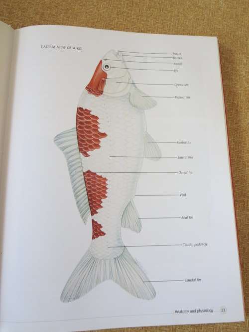 KOI   A handbook on keeping Nishikigoi  by Servaas de Kock and Ronnie Watt