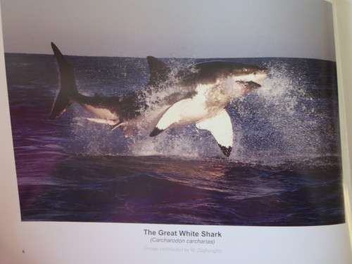 GREAT WHITES OF FALSE BAY SOUTH AFRICA  by Dirk Schmidt
