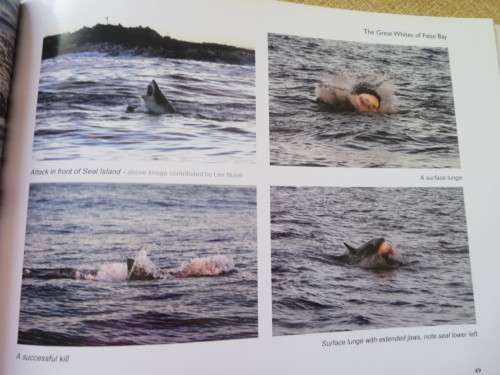 GREAT WHITES OF FALSE BAY SOUTH AFRICA  by Dirk Schmidt