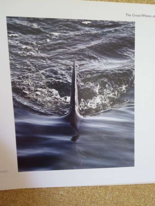 GREAT WHITES OF FALSE BAY SOUTH AFRICA  by Dirk Schmidt