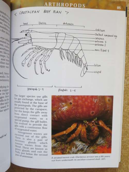 A FIELD GUIDE TO MARINE ANIMALS OF THE CAPE PENINSULA  by Georgina Jones