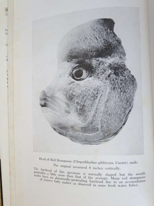 SEA-ANGLING FISHES OF THE CAPE (South Africa)   by C. Leo. Biden