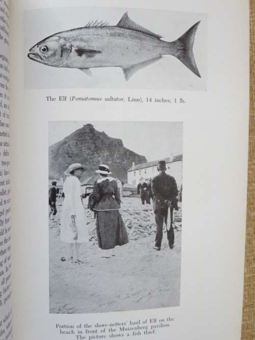 SEA-ANGLING FISHES OF THE CAPE (South Africa)   by C. Leo. Biden