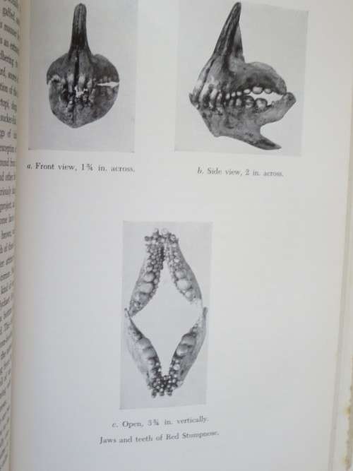 SEA-ANGLING FISHES OF THE CAPE (South Africa)   by C. Leo. Biden