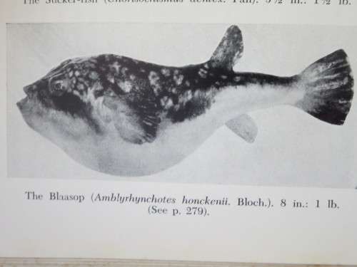 SEA-ANGLING FISHES OF THE CAPE (South Africa)   by C. Leo. Biden