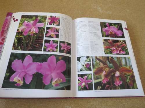 FLORA`S ORCHIDS Definiitive Guide to Orchids  by David P. Banks and Andrew Perkins