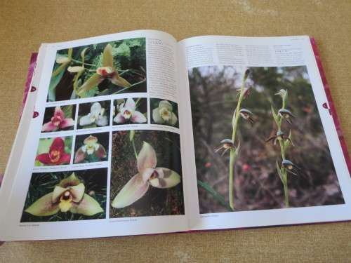 FLORA`S ORCHIDS Definiitive Guide to Orchids  by David P. Banks and Andrew Perkins
