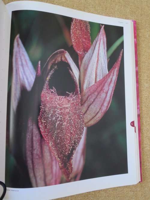 FLORA`S ORCHIDS Definiitive Guide to Orchids  by David P. Banks and Andrew Perkins