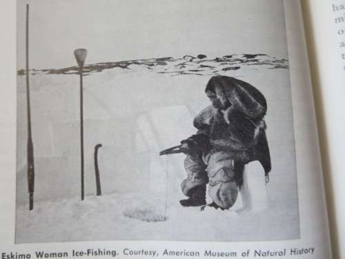 PROFILES IN ETHNOLOGY  by Elman R. Service (A profile of primitive culture)