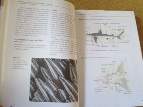 COASTAL FISHES OF SOUTHERN AFRICA  by Phil and Elaine Heemstra