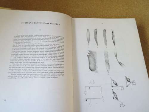 ANATOMY FOR THE ARTIST  by Jenö Barcsay