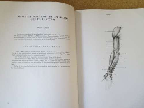 ANATOMY FOR THE ARTIST  by Jenö Barcsay