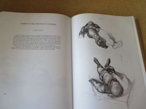 ANATOMY FOR THE ARTIST  by Jenö Barcsay