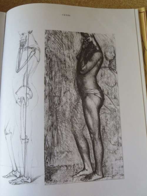 ANATOMY FOR THE ARTIST  by Jenö Barcsay