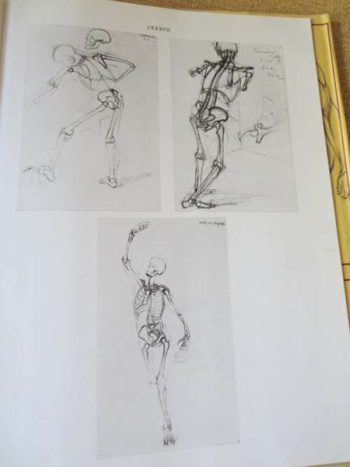 ANATOMY FOR THE ARTIST  by Jenö Barcsay