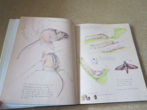 A FYNBOS YEAR  Text: Michael Fraser  Illustrations: Liz McMahon