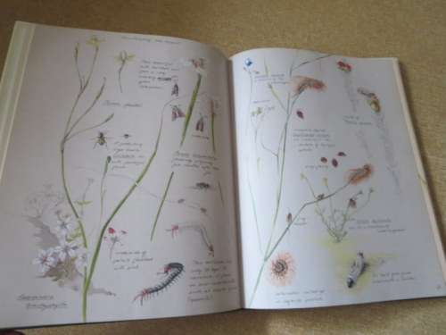A FYNBOS YEAR  Text: Michael Fraser  Illustrations: Liz McMahon