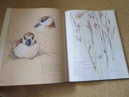 A FYNBOS YEAR  Text: Michael Fraser  Illustrations: Liz McMahon