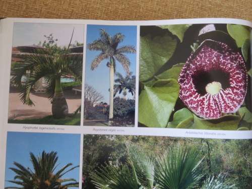DIE SUIDER-AFRIKAANSE: WATTER BLOM IS DIT?  deur Kristo Pienaar and Gideon F. Smith