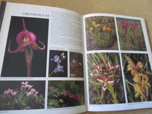 WILD FLOWERS OF SOUTH AFRICA  Approved by National Botanic Gardens SA Kirstenbosch