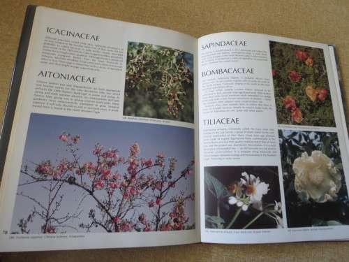 WILD FLOWERS OF SOUTH AFRICA  Approved by National Botanic Gardens SA Kirstenbosch