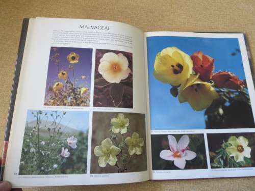 WILD FLOWERS OF SOUTH AFRICA  Approved by National Botanic Gardens SA Kirstenbosch
