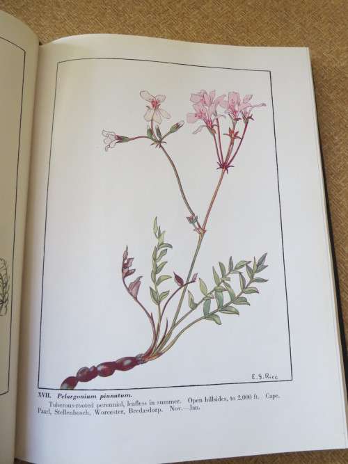 WILD FLOWERS OF THE CAPE OF GOOD HOPE  by Elsie Garret Rice and Robert H. Compton (SIGNED)