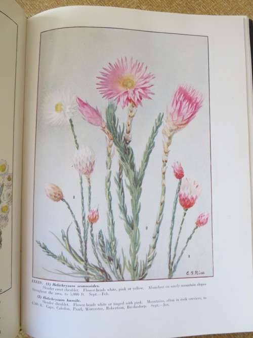 WILD FLOWERS OF THE CAPE OF GOOD HOPE  by Elsie Garret Rice and Robert H. Compton (SIGNED)