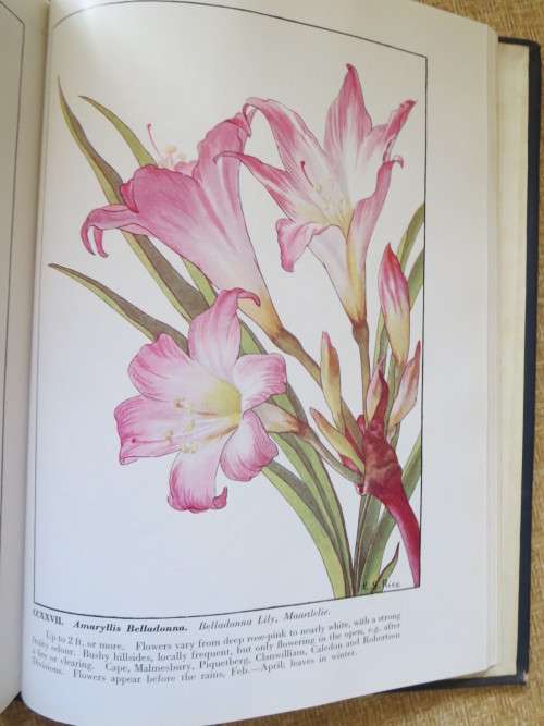 WILD FLOWERS OF THE CAPE OF GOOD HOPE  by Elsie Garret Rice and Robert H. Compton (SIGNED)