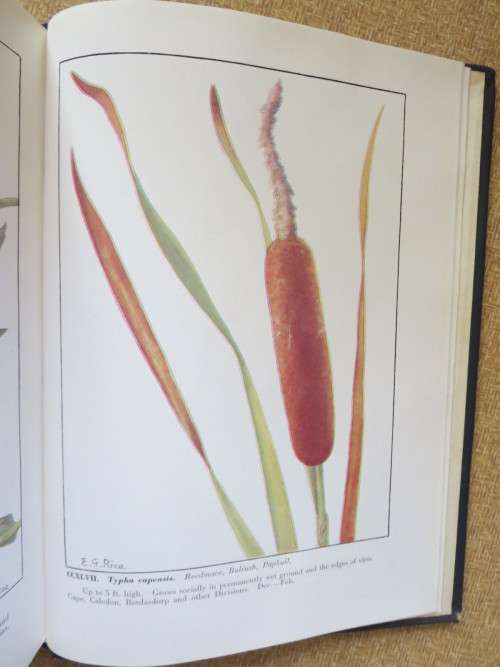 WILD FLOWERS OF THE CAPE OF GOOD HOPE  by Elsie Garret Rice and Robert H. Compton (SIGNED)