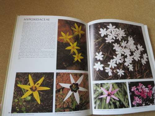 WILD FLOWERS OF SOUTH AFRICA  Approved by National Botanic Gardens of SA, Kirstenbosch