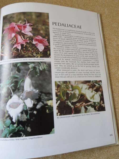 WILD FLOWERS OF SOUTH AFRICA  Approved by National Botanic Gardens of SA, Kirstenbosch