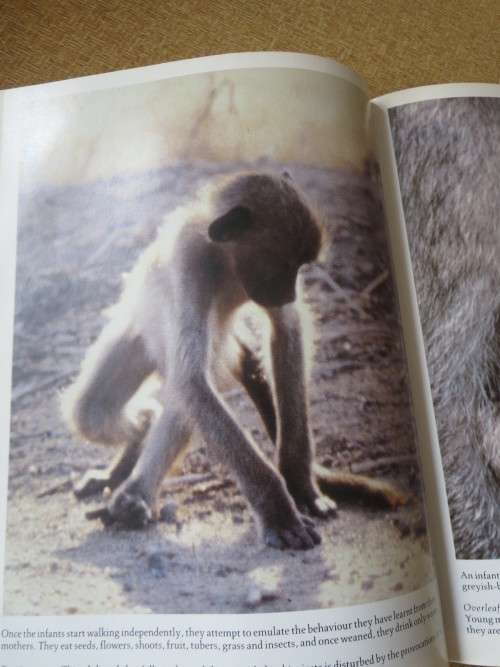 THE SOUL OF THE APE and THE SOUL OF THE WHITE ANT  by Eugène Marais