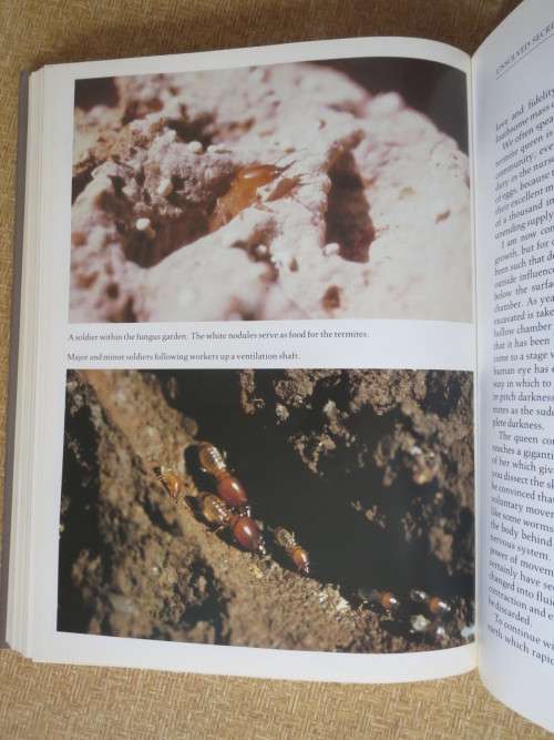 THE SOUL OF THE APE and THE SOUL OF THE WHITE ANT  by Eugène Marais