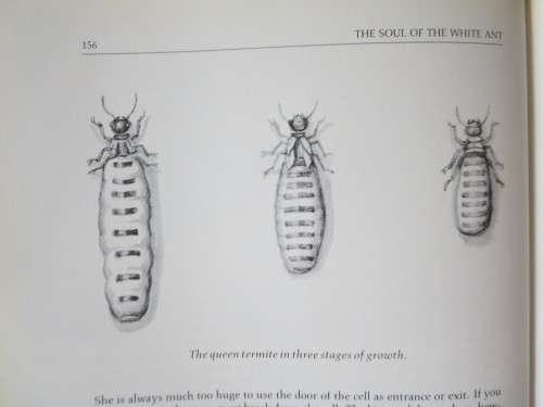 THE SOUL OF THE APE and THE SOUL OF THE WHITE ANT  by Eugène Marais