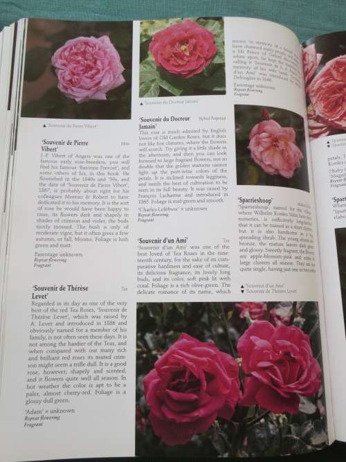 THE WORLD OF ROSES  An Illustrated Guide  by Stirling Macoboy