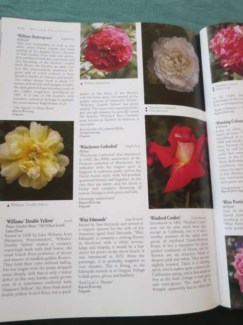 THE WORLD OF ROSES  An Illustrated Guide  by Stirling Macoboy