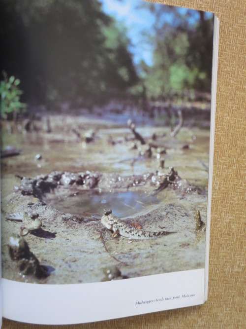 THE LIVING PLANET  by David Attenborough