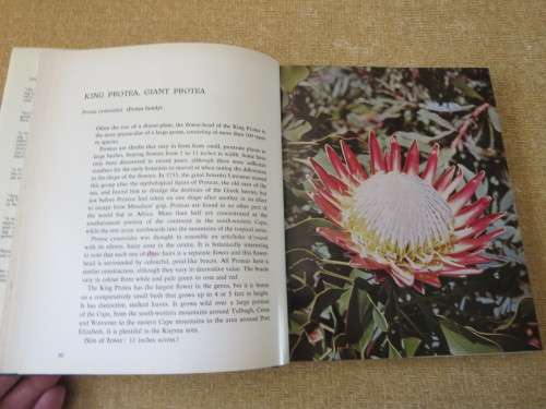 DISCOVERING WILD FLOWERS IN SOUTHERN AFRICA  by Sima Eliovson