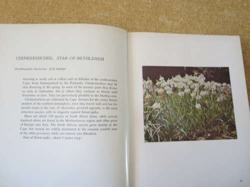 DISCOVERING WILD FLOWERS IN SOUTHERN AFRICA  by Sima Eliovson