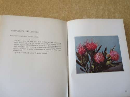 DISCOVERING WILD FLOWERS IN SOUTHERN AFRICA  by Sima Eliovson