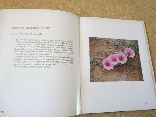 DISCOVERING WILD FLOWERS IN SOUTHERN AFRICA  by Sima Eliovson